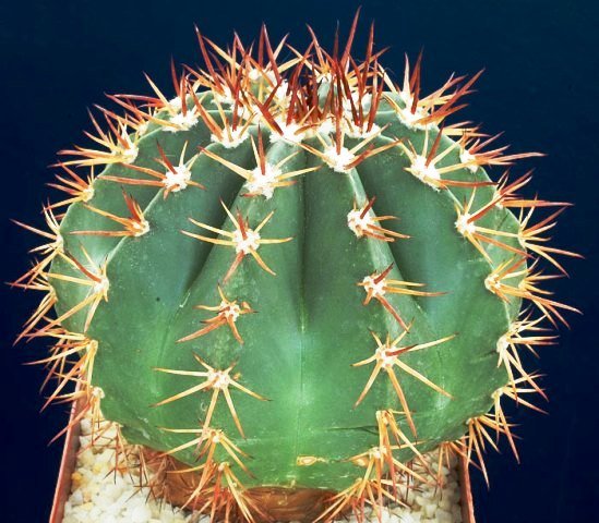 Melocactus_amazonicus